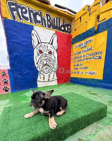 Bulldog francais - 2