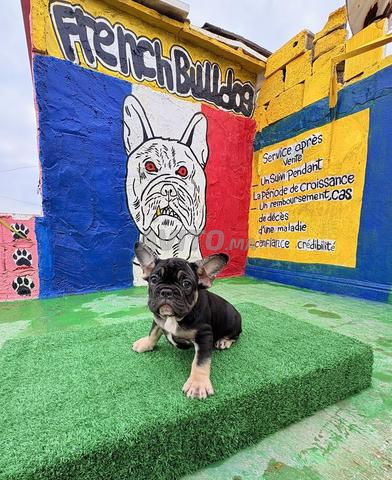 Bulldog francais