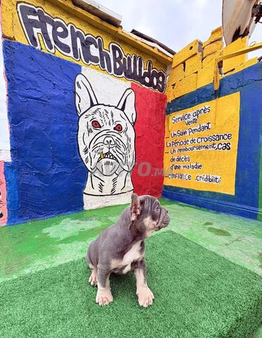 Bulldog français - 2