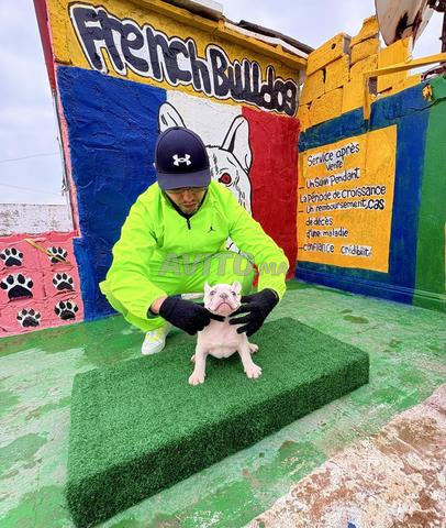 بلدغ فرنسي - 2