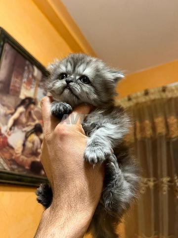 chaton persan - 2