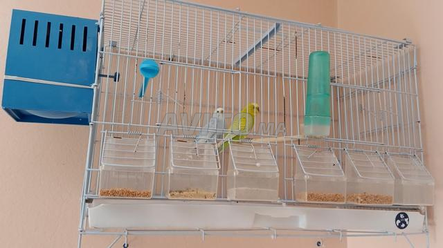 طيور كوبلا واجدة خدامة لي بغاه مرحبا - 2