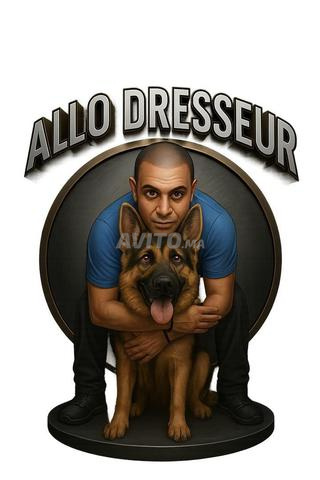 تدريب الكلاب في المنزل