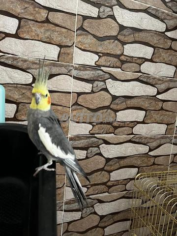 Calopsitte dresser - 2