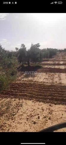 مزرعة للبيع - 2