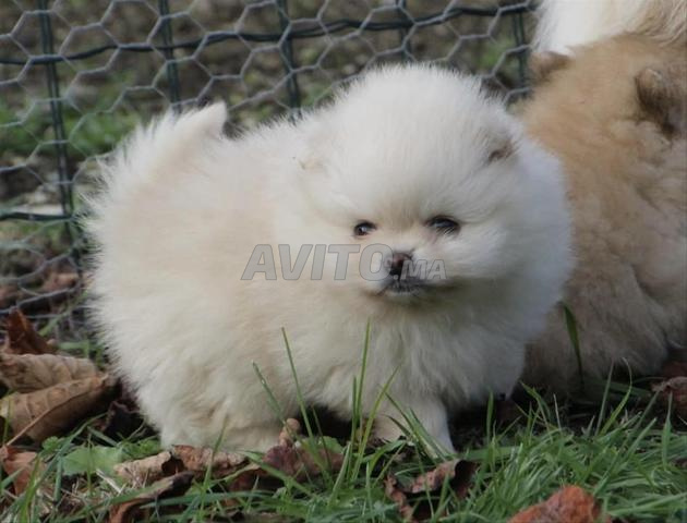 Spitz nain loulou de Pomeranie - 2