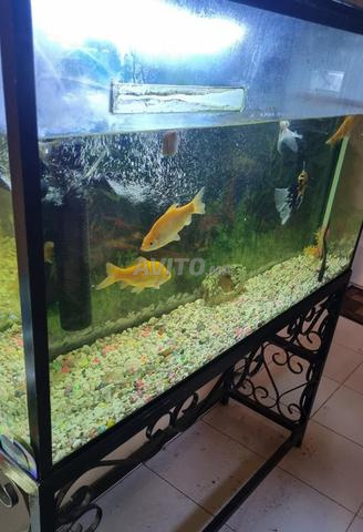 Grand aquarium 110x60x32 - 2