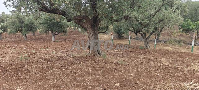 أرض محفظة - 2