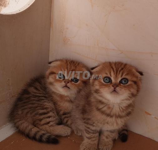 Scottish fold - 2