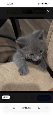 قطة صغيرة بلوريس عمرها شهر واحد و 15 يوم - 2