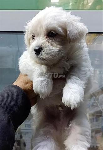 بيشون مالطية