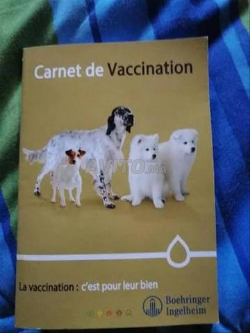 بيشون مالطي أبيض - 2