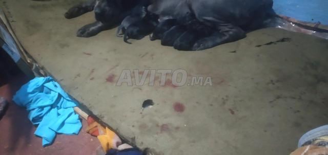 Hay Salam groupe D numéro 22