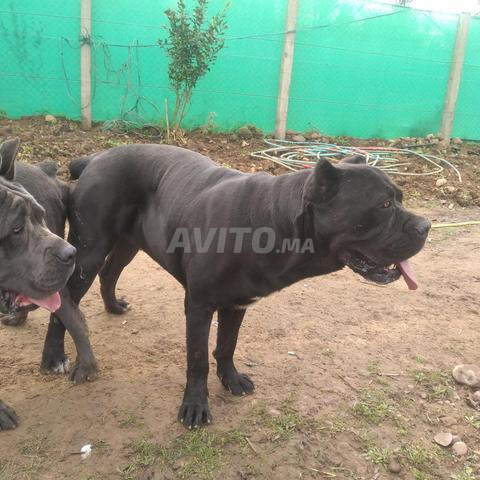 Hay Salam groupe D numéro 22 - 2