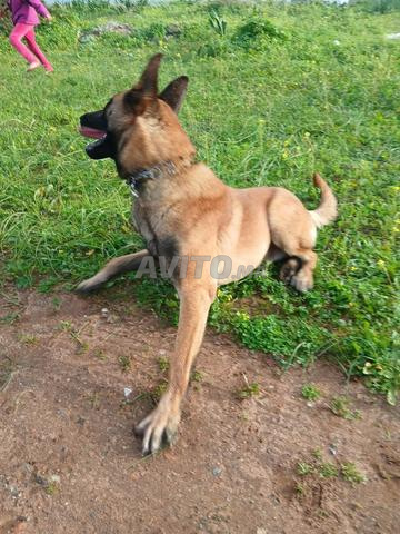 مالينو ذكر للبيع - 2