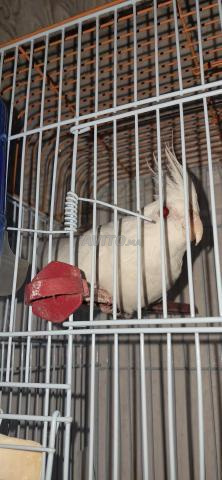 كوكاتيل ألبينو - 2