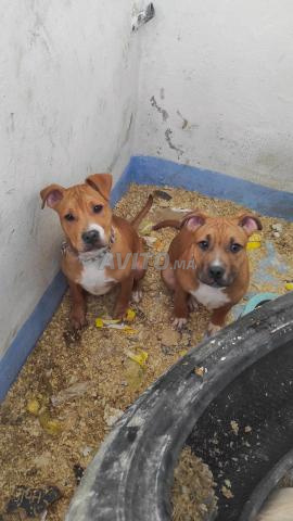 ذكر وأنثى ستاف