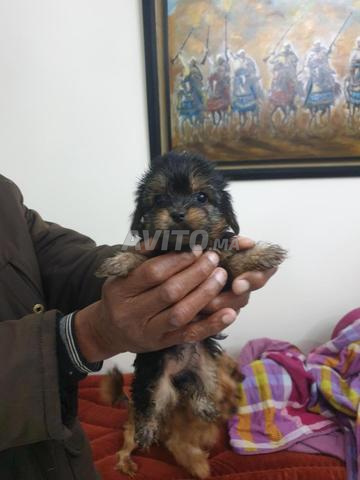 Chiot croisé Bichon / Caniche / Yorkshire à - 2