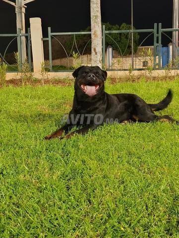 ذكر روتويلر ممتاز سلالة نقية - 2