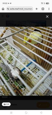 Couple de calopsittes et cage - 2