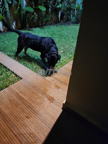 روت وايلر - 2