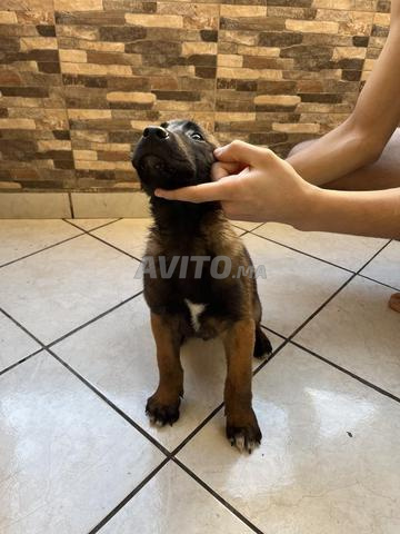 Malinois 45 jours - 2