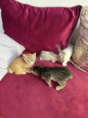 Chats à adopter gratuitement - 2