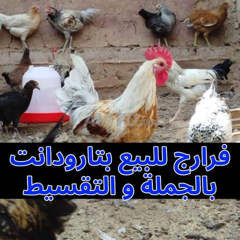 🐔 Coq fermier authentique à vendre - Offre spéciale Laylat al-Qadr