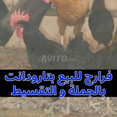 🐔 فروج بلدي أصلي للبيع – عرض خاص لليلة القدر - 2