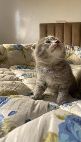 British scottish fold - 2