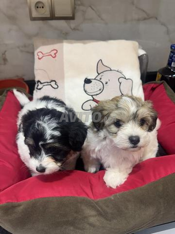  Bichons إناث - 2