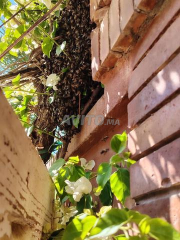 Ruche 10 cadres avec essaim du 15 Mars 2026.