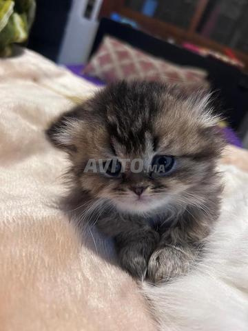 Scottish fold & Highland Pedigree