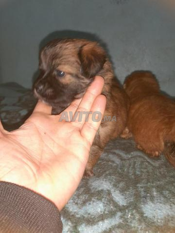 كلب صغير كانيش - 2