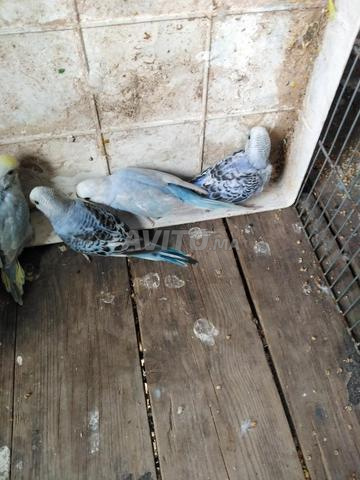 Cinq mâles perruches de bon niveau