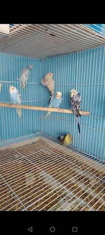 وليدات Hugo rembo و fallow - 2