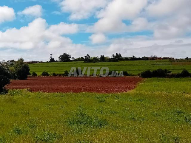 أرض مساحتها 2 هكتار للبيع - 2