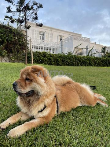 chow chow - 2
