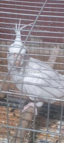 Femelle calopsite - 2