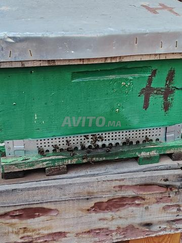 بيع 6 خلايا نحل كاملة مع طوابق.