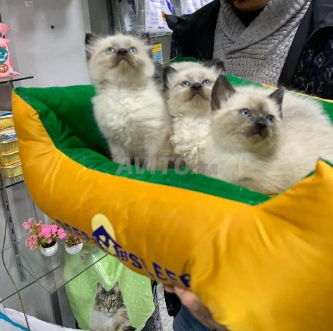 siamois poile lang age de 45jour yeux bleu - 2