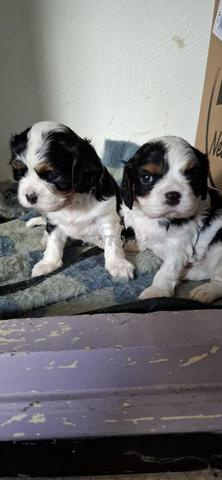 كافالييه كينغ شارل