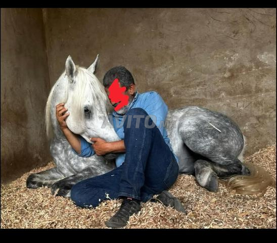 Cheval pur sang arabe - 2