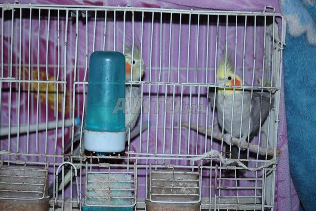 كالوبسيت - 2