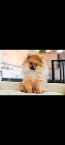 جرو سبتز قزم أبيض