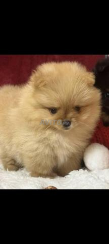 جرو سبتز قزم أبيض - 2