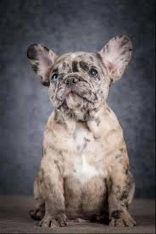 جرو بولدوج - 2