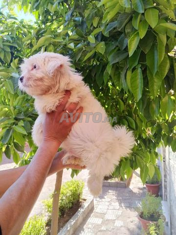 بيشون مالطي - 2