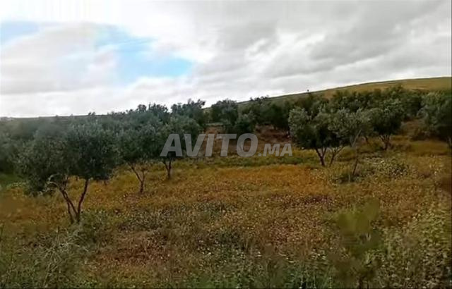 أرض فلاحية للبيع - 2