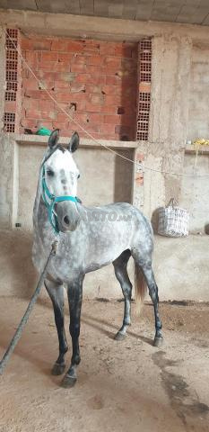 فرس عربي أصيل